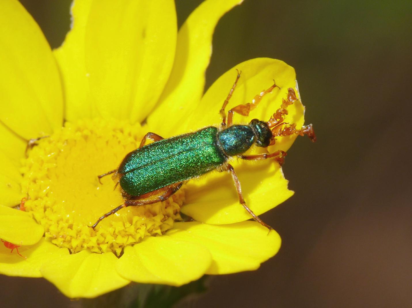 Coleoptera bello e bizzarro: Cerocoma schreberi (Meloidae)